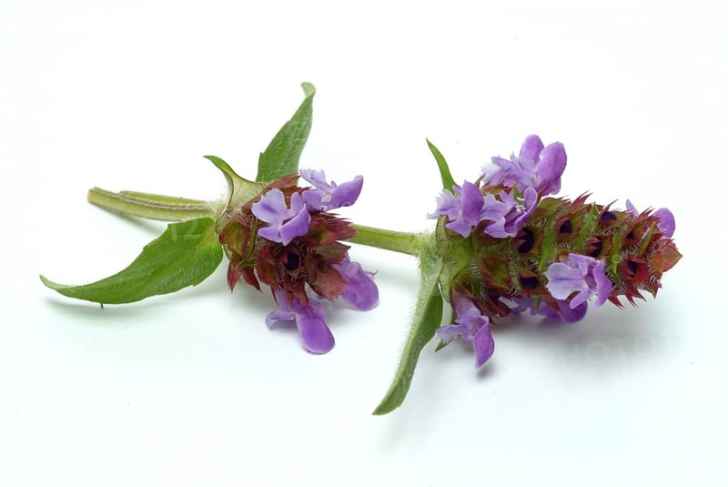 Common selfheal