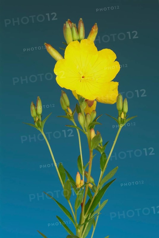 Common evening primrose