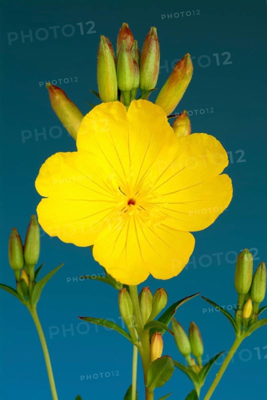 Common evening primrose