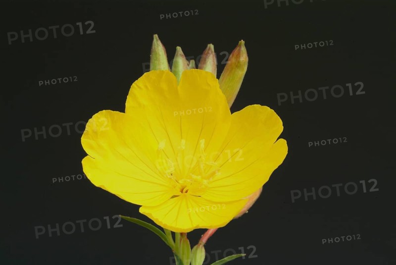 Common evening primrose