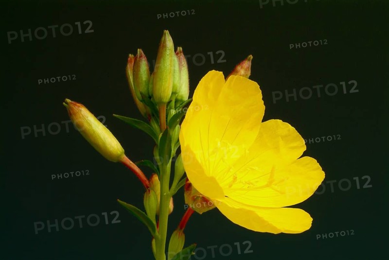 Common evening primrose