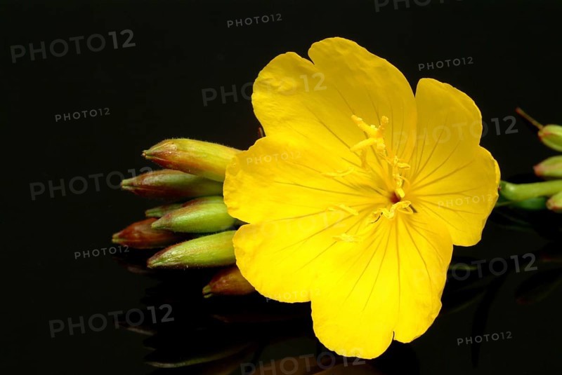 Common evening primrose