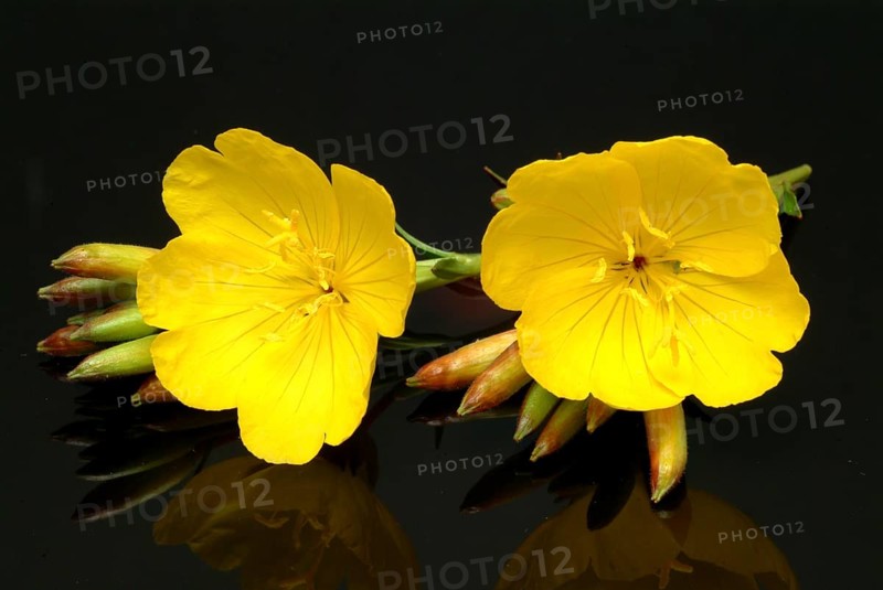Common evening primrose