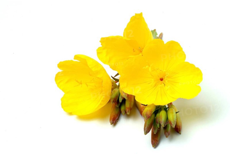 Common evening primrose