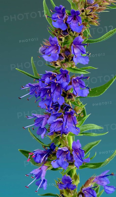 Flower of hyssop