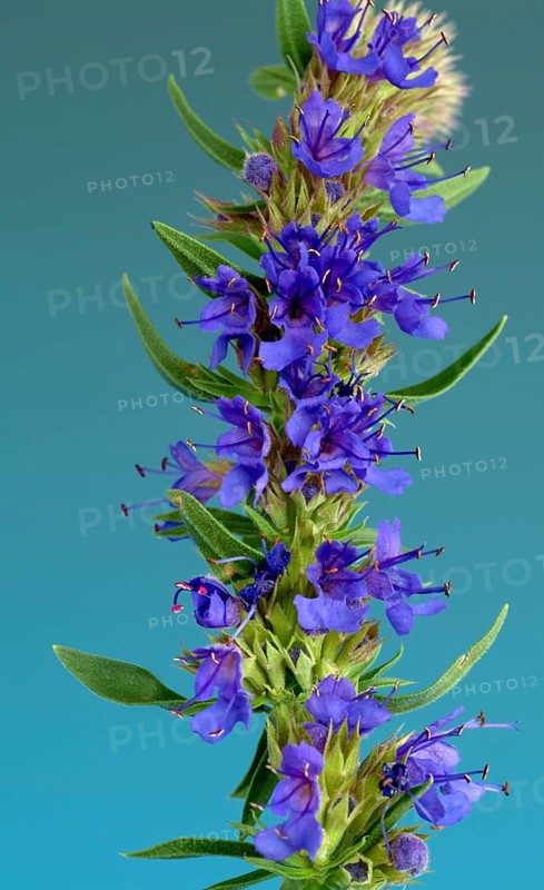 Flower of hyssop