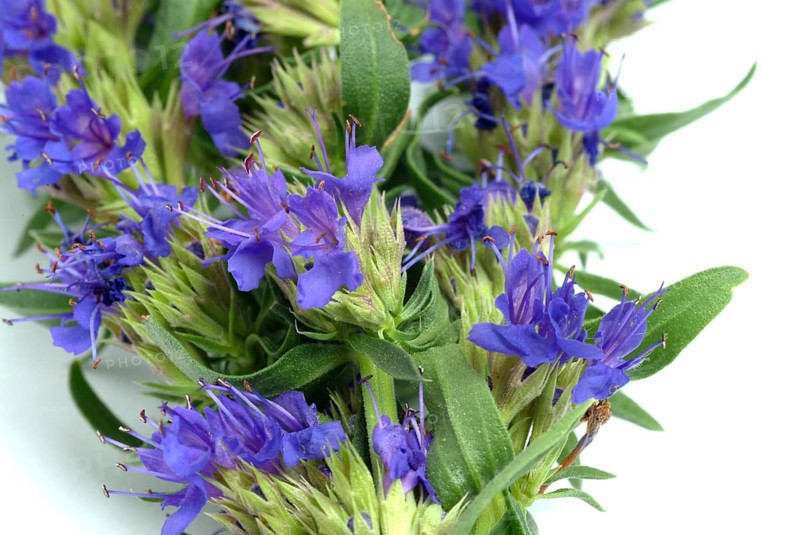 Flower of hyssop