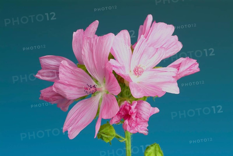 Mallow