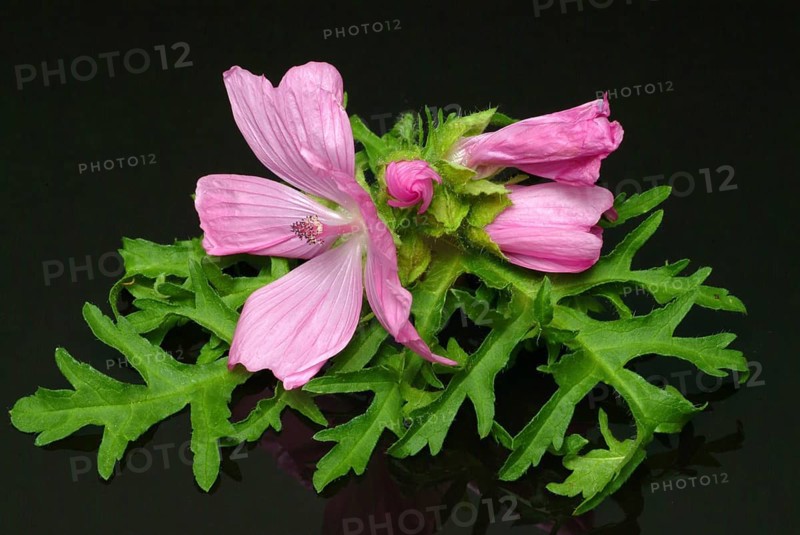 Musk mallow
