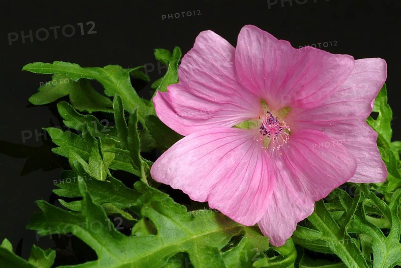 Musk mallow