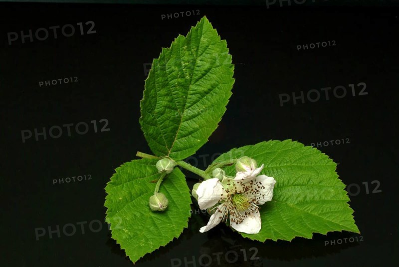 Bilberry