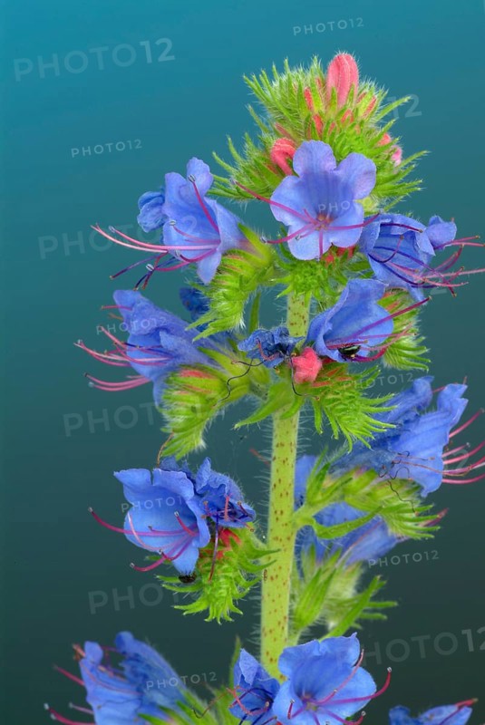 Common viper's-bugloss