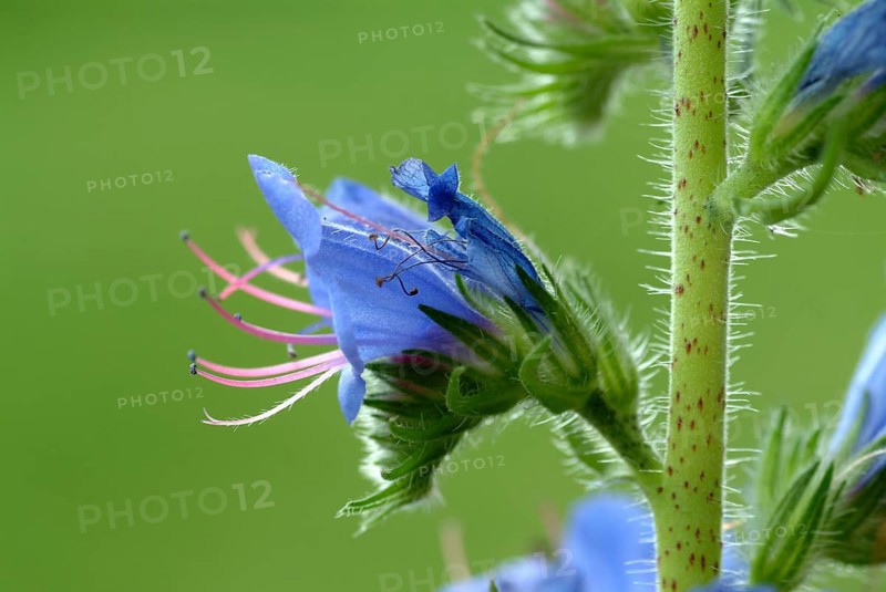 Common viper's-bugloss