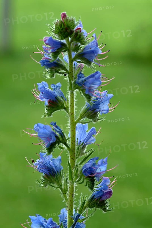 Common viper's-bugloss