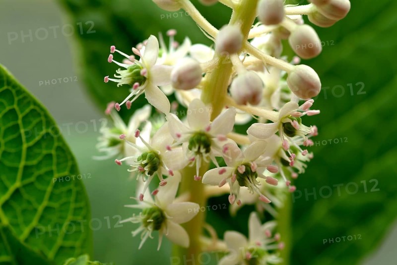 Pokeweed