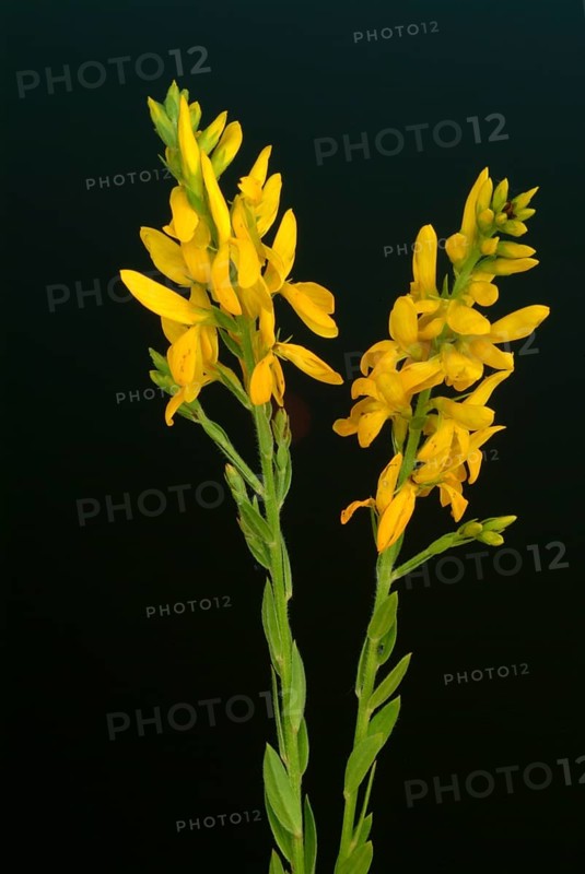 Dyer's broom