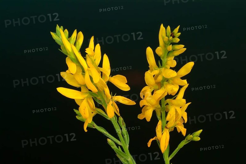 Dyer's broom