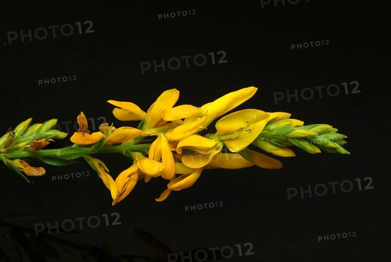Dyer's broom