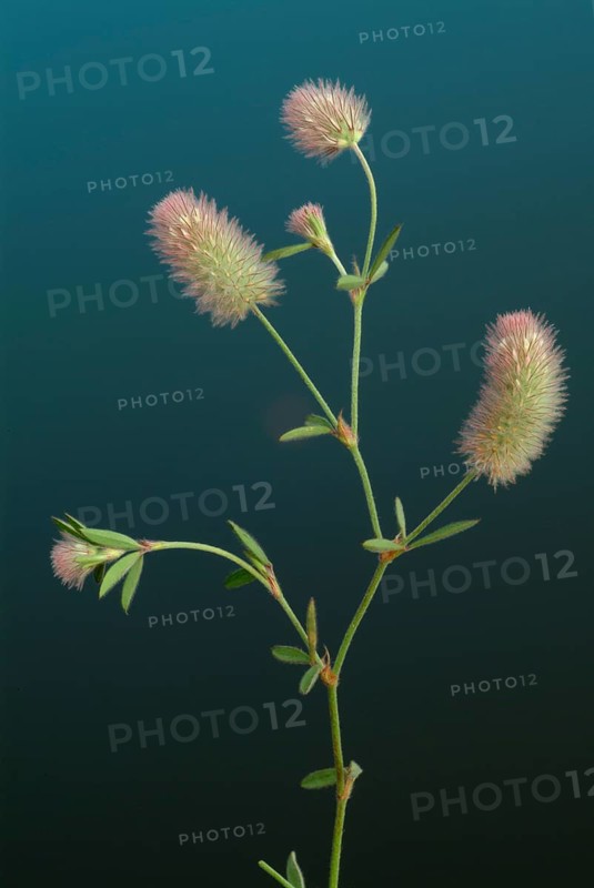 Hare clover