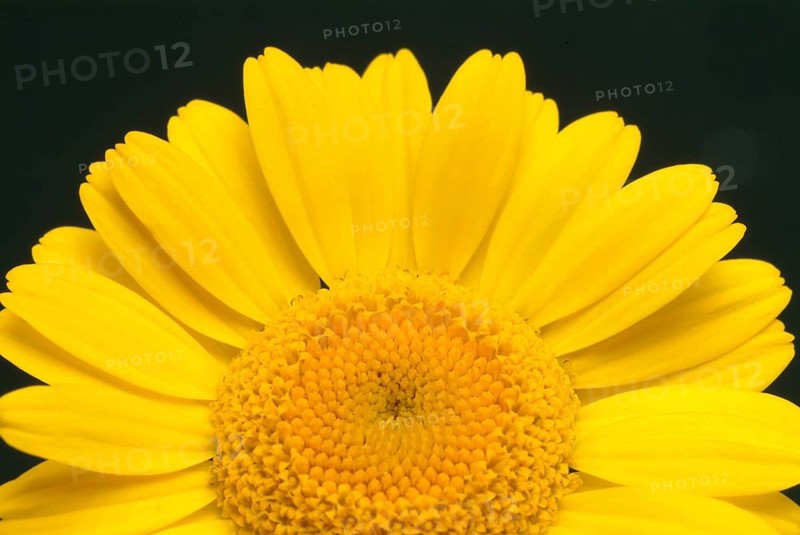 Dyer's chamomile