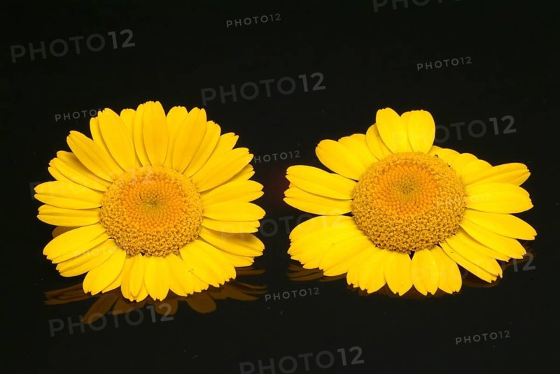 Dyer's chamomile