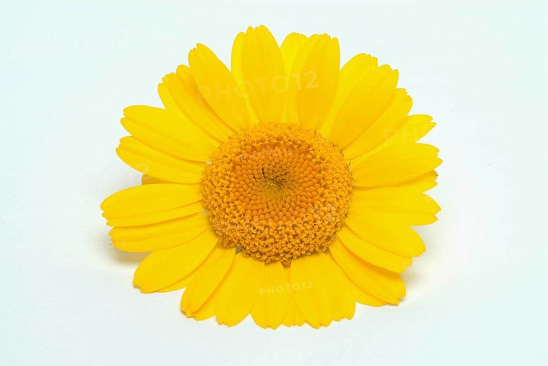 Dyer's chamomile