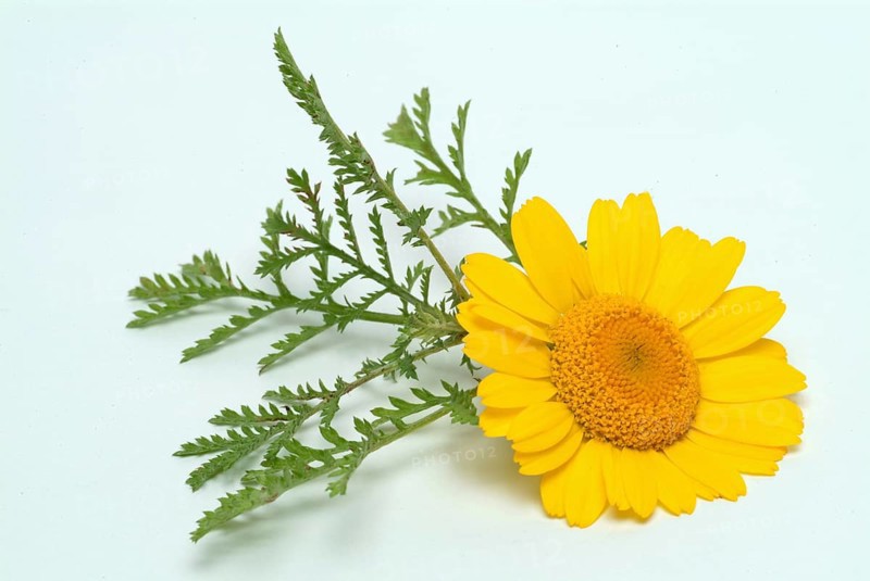 Dyer's chamomile