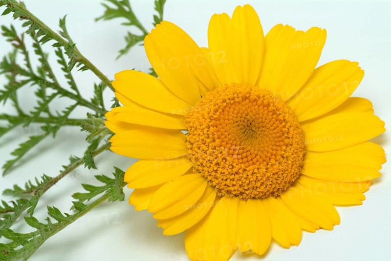 Dyer's chamomile