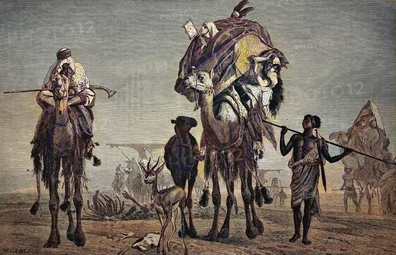 The Wandering Harem of a Bedouin in the Desert
