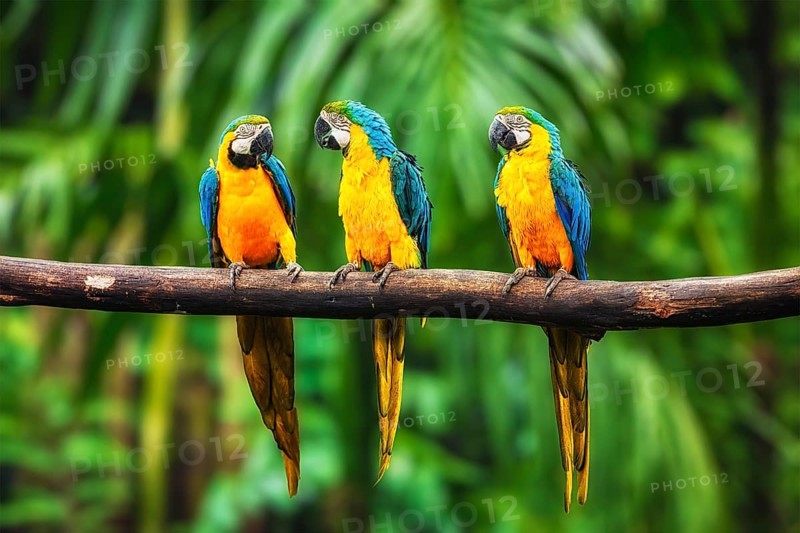 Blue-and-Yellow Macaw