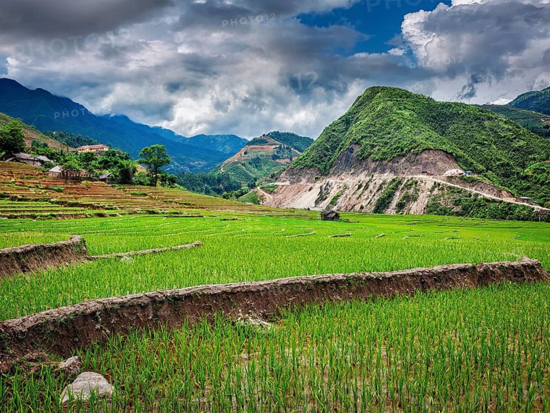 Rice field terraces