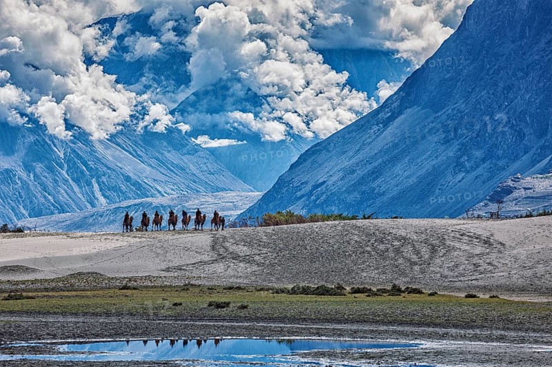 Tourists riding camels in Nubra valley in Himalayas