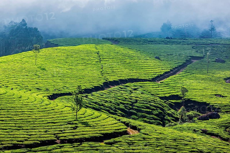 Kerala India travel background