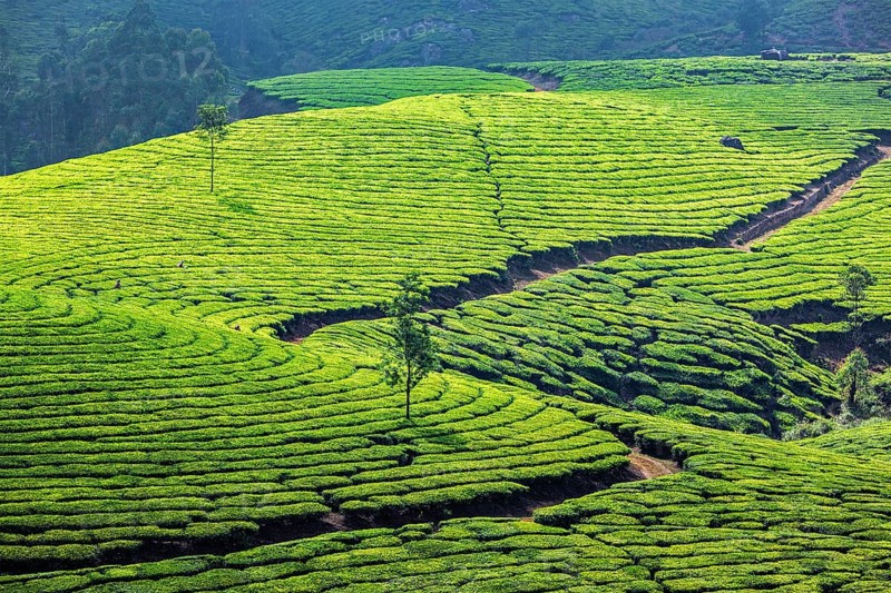 Kerala India travel background