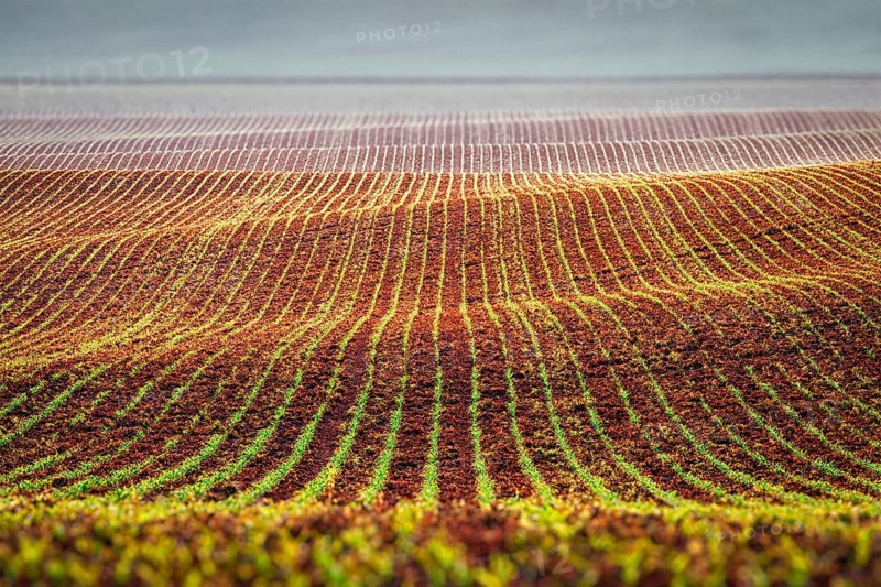 Rolling fields of Moravia