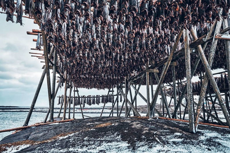 Drying flakes with stockfish cod fish in winter. Reine fishing village