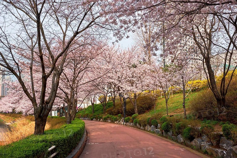 Blooming sakura cherry blossom alley in park in spring