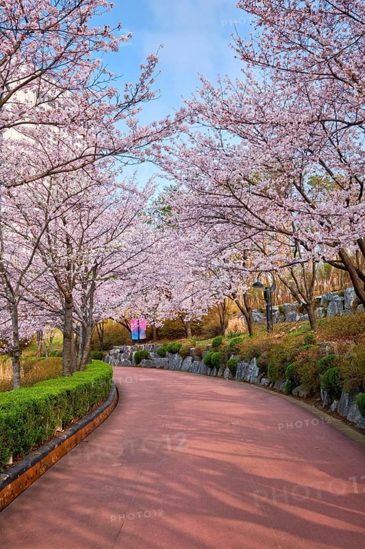 Blooming sakura cherry blossom alley in park in spring