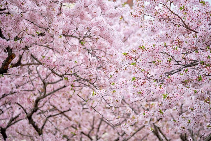 Blooming sakura cherry blossom background in spring