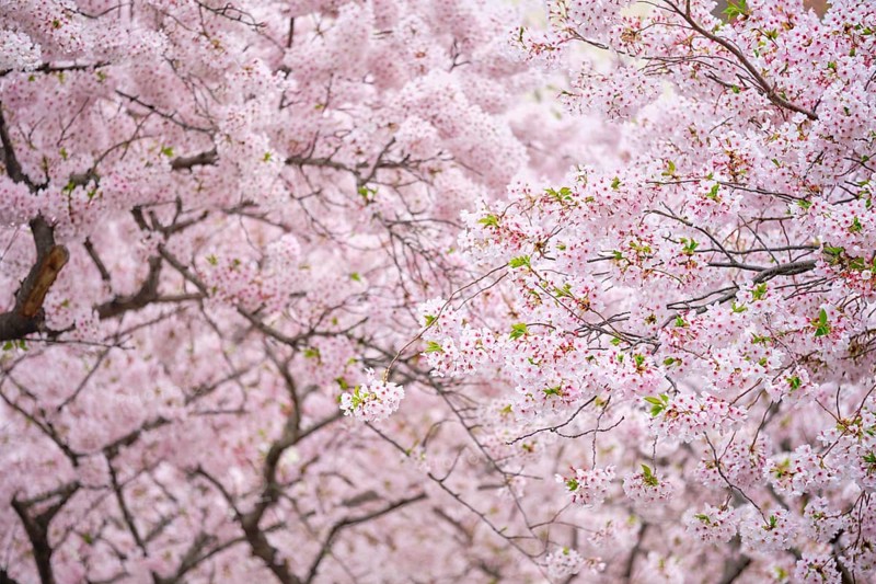 Blooming sakura cherry blossom background in spring