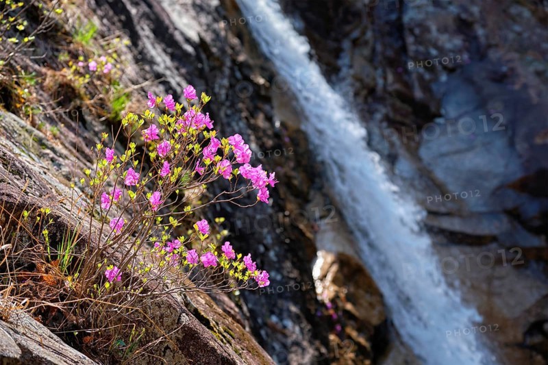 Rhododendron Mucronulatum Korean Rhododendron flower with Biryong Falls Waterfall in Seoraksan National Park