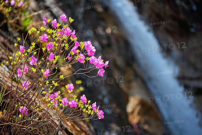 Rhododendron Mucronulatum Korean Rhododendron flower with Biryong Falls Waterfall in Seoraksan National Park