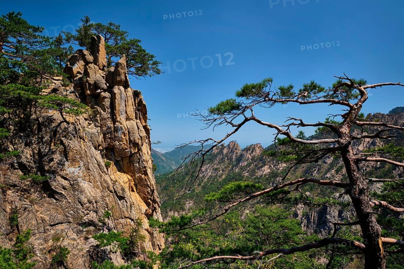 Pine tree and rock cliff at Towangpok Observatory viewpoint