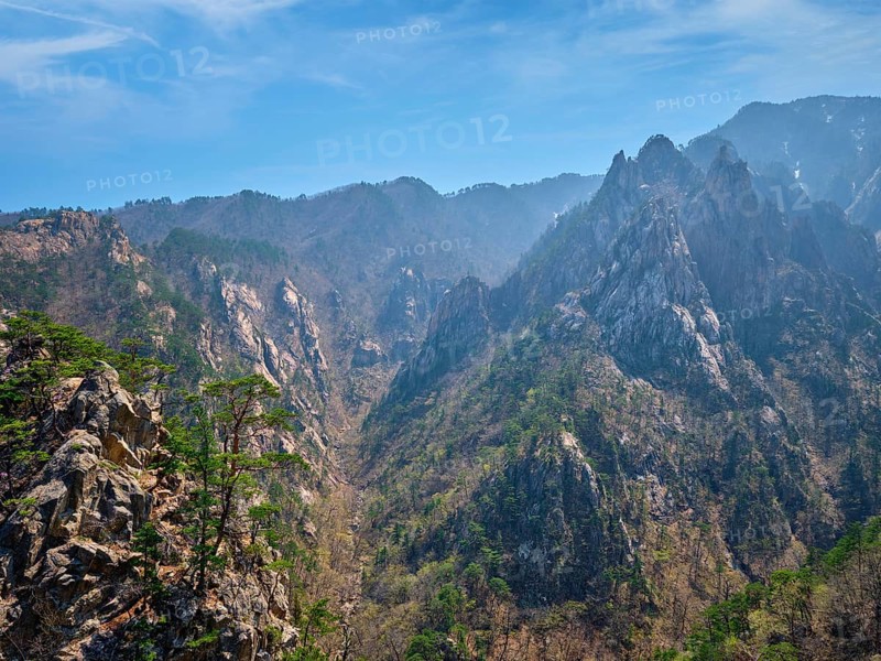 Pine tree and rock cliff at Towangpok Observatory viewpoint