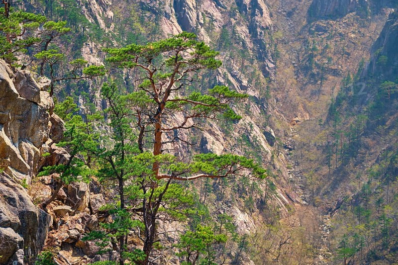 Pine tree and rock cliff at Towangpok Observatory viewpoint