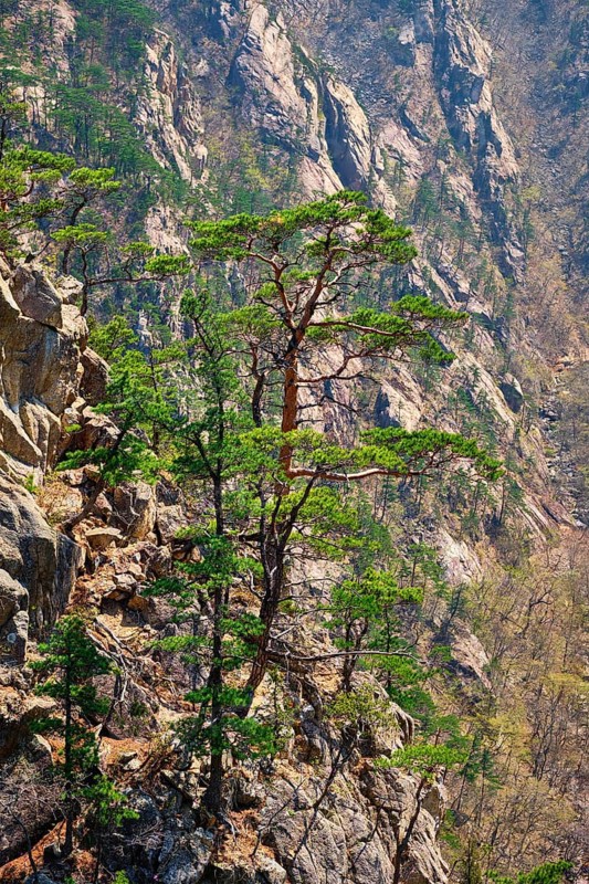 Pine tree and rock cliff at Towangpok Observatory viewpoint