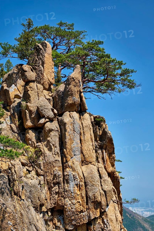 Pine tree and rock cliff at Towangpok Observatory viewpoint