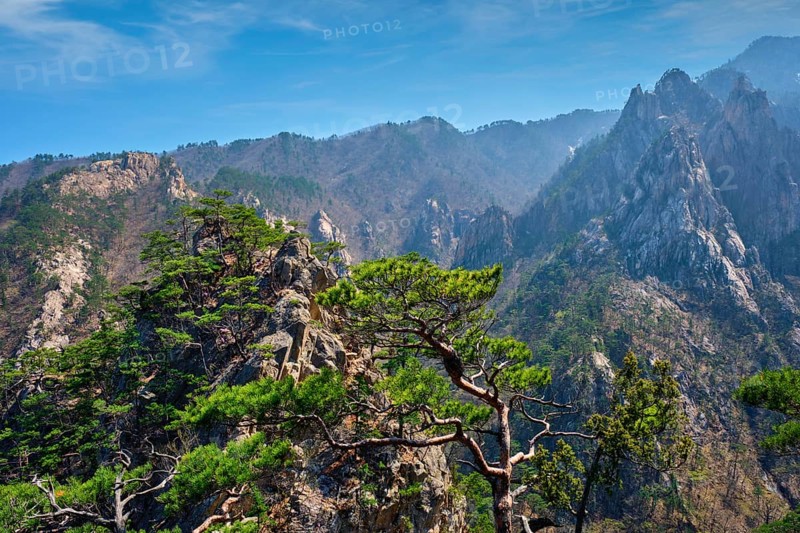 Pine tree and rock cliff at Towangpok Observatory viewpoint