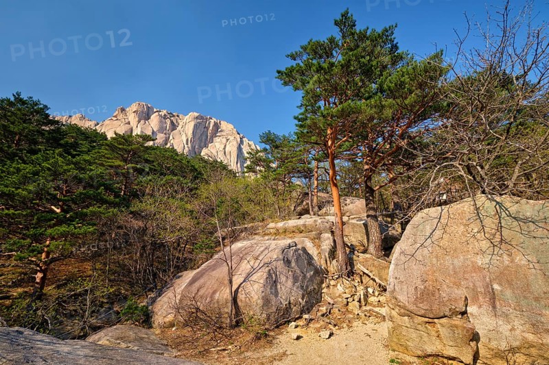 Ulsanbawi rock and pine trees in Seoraksan National Park