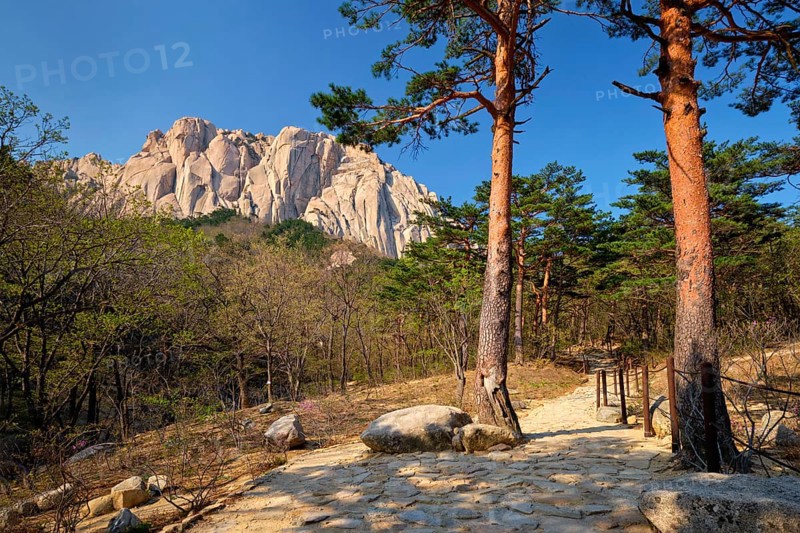 Ulsanbawi rock and hiking trail in pine trees forest in Seoraksan National Park